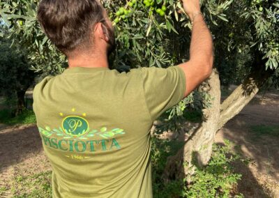 Vito Pisciotta alla Raccolta delle Olive