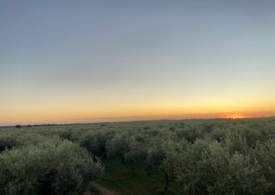 Azienda Agricola Pisciotta